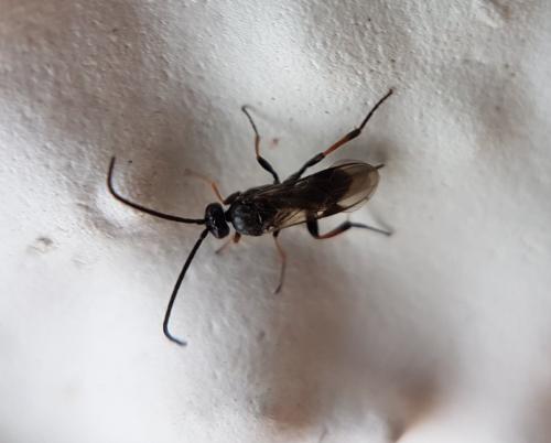 Réf. 217 804 : Microgastrinae inconnu